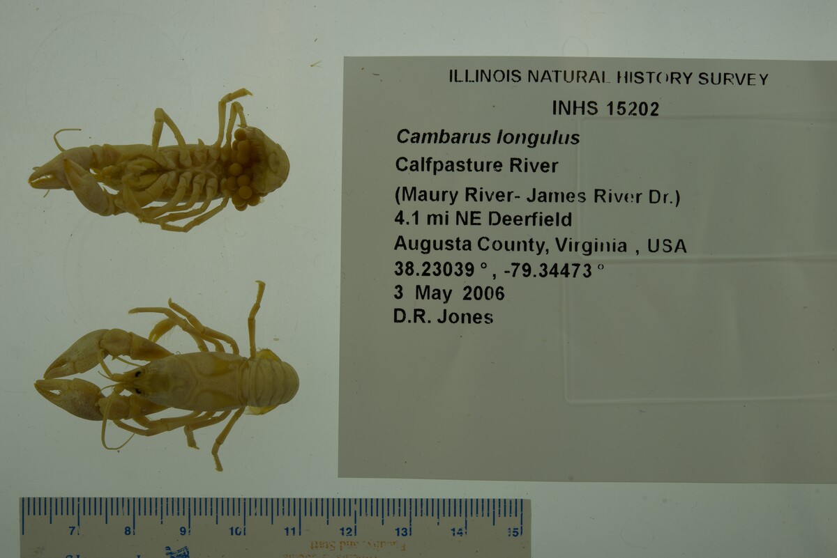 Cambarus longulus image